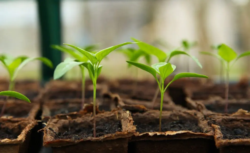 plants sprouting in soil 